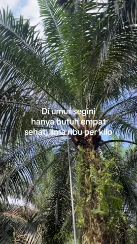 yakan lek #sawitstory #sawittiktok🌴 #sawit🌴 #fyp #foryou 