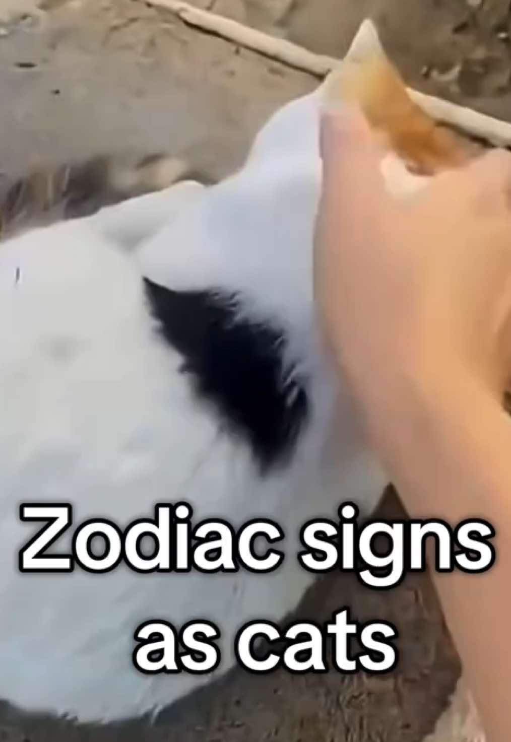 Cats representing each zodiac sign 🐾 tell me if your sign matches you #fyp #pov #viral #foryou #CapCut 