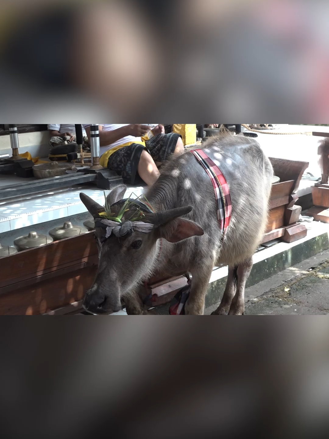MAKNA FILOSOFIS MEPEPADA DALAM UPACARA KEAGAMAAN HINDU #mapepada #agamahindubali #upacarahindu #tradisibali #budayabali