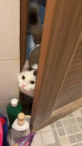 Ketika punya kucing kepoan dan kalau di larang selalu bisa menjawab maminya, ada yang sama kayak momo ndak onti uncle?   #kucingkepo #kucinglucu #catlover #momothecat 