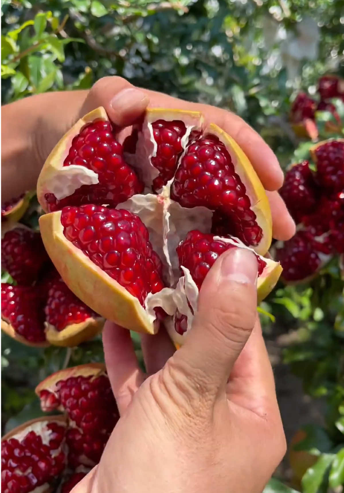 LỰU ĐỎ ẤN ĐỘ SIÊU TRÁI - Quả to đẹp, mọng nước vị ngọt lịm, dễ trồng và cho trái nhanh.