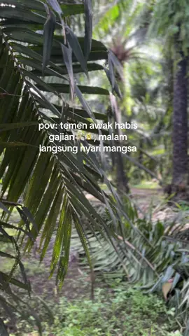 kupu-kupu malam😂😂#petanisawitindonesia🇮🇩 #sumatra24jam#pageforyou#4u#xybca 