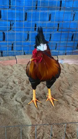 tơ xuân#xuhuong #gachoivietnam #gadacuasat #gada #bentre71🌴🥥 