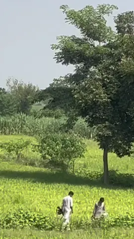 #ساہی👑