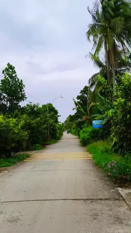 Buổi Chiều Trên Con Đường Quê Hương #xuhuong #yeutiktok #chill #nguoimientay #83soctrang 