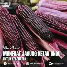 #jagung ketan ungu.memiliki segudang manfaat buat kesehatan.