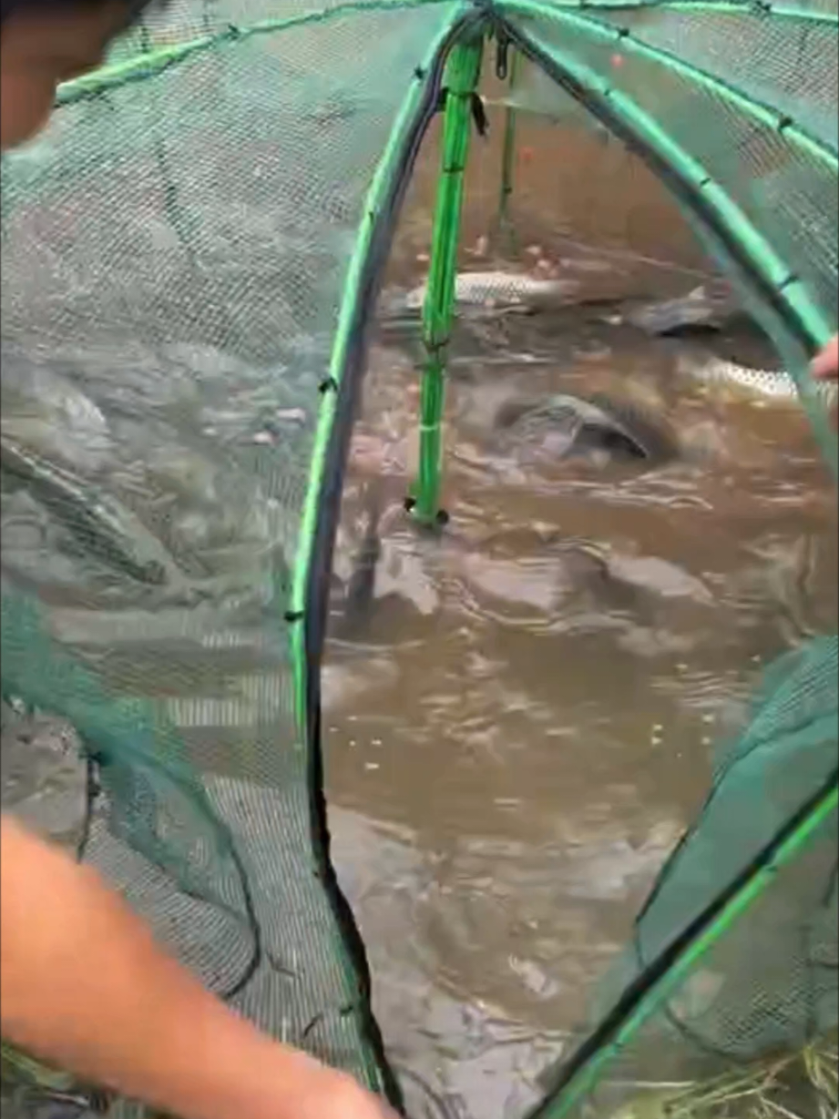 Fishing daily🎣🐟 #additive #fishing #Popular #🐟 #TikTok #tiktokshop #🔥 #hot #🎣 #olebrandselect 