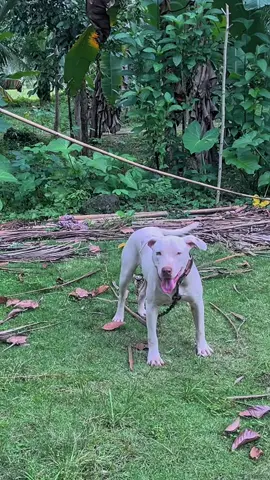 bocil aktip😁#dugong #dugongbersatu🐕 #dog 