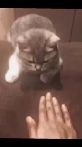 Hoa tàn rồi sẻ nở, người đến rồi sẽ đi. chỉ chính ta mới an ủi được chính mình..🌸🎋⛈#xuhuong #xuonghuongtiktok #phongcanhtrangian 