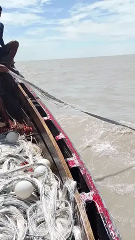 সবগুলা জাল পাক হয়ে গেছে