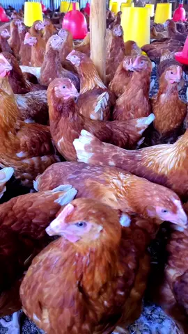#poultryfarming #commerciallayers #foryoupage #fyp 