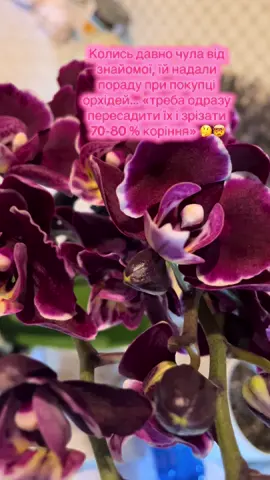 #орхідеї #догляд #вдома #досвід #orchid 