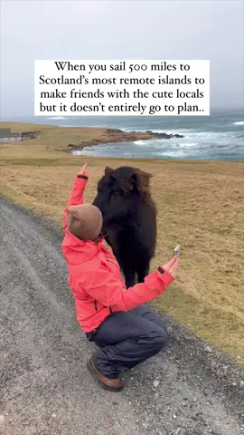 They are so cute though so I would definitely visit again 🥰 just watch out for the odd nibble.. Here is a question though, which is cuter? A highland cow or a Shetland pony?! Let us know ⬇️⬇️ We are Gemma and Campbell, two Scots who live in our motorhome fulltime and travel around the UK and beyond ☺️🚐 follow for more Scotland adventures and vanlife tips and tricks ❤️ #shetlandpony #shetland #shetlandislands #shetlandponies #scotlandexplore #scotlandtravels