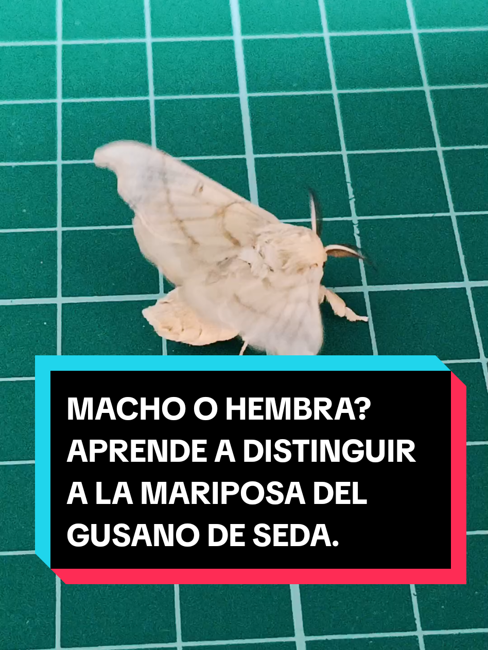 Macho o hembra? Aprende a distinguir en un minuto las mariposas del gusano de seda. Te sorprenderá lo fácil que es. #mariposas #silkworm #naturaleza #gusanosdeseda #polilla 