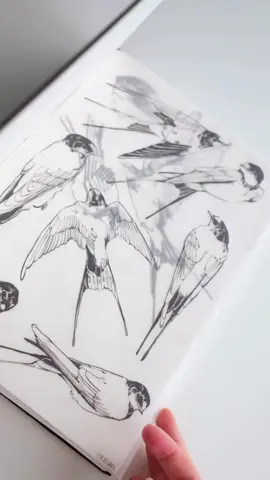 New era ✨💫 #watercolor #birds #viral #like 