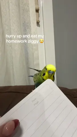 and before anyone says that the paper is bad for him, he spits it out after biting it! #rizzyziggy #rizzy #budgielife #fyppppppppppppppppppppppp 