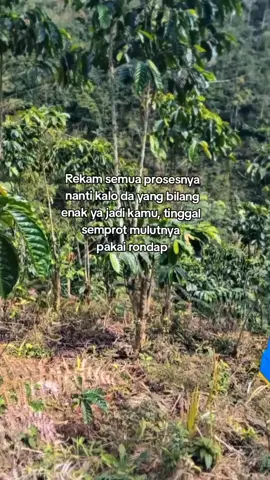 🤳🏻🚿🌱🔥#fypシ゚viral #petanikopi #kopirobusta #kopitanggamus #viraltiktok 