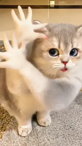 #CapCut My cat can dance the bird dance with hand gestures☺️#capcut #capcutforus #capcutpioneer #dance 