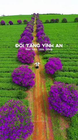 Đồi Trà Tằng Vĩnh An – Bảo Lộc. ✨Những triền đồi xanh mướt, điểm xuyết bởi hàng hoa sim tím, tạo nên một khung cảnh thơ mộng mà chỉ khi đến Bảo Lộc, bạn mới có thể cảm nhận trọn vẹn.  🌿Vẻ đẹp yên bình nơi đây không chỉ làm say lòng du khách mà còn mang đến cảm giác thư thái, tách biệt khỏi nhịp sống vội vã thường ngày.  Nếu có dịp, hãy ghé thăm và tận hưởng thiên nhiên tuyệt vời này! 🍃 Nguồn: Tùng Đang Xuyên Việt #viral #dulichbaoloc #HoTienHomestay #baoloctravel #BaoLocdidau 