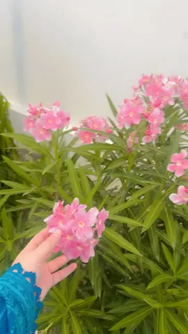 🌸 . . . #viral #video #viralvideo #tiktok #viraltiktok 