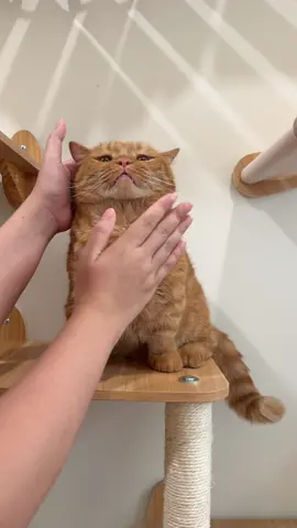 Yuk sehatin pencernaan anabul dengan rutin kasih pawbiotic ya #kucing #kucinglucu #vitaminkucing 