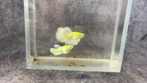 #Fish_Cá #bettaVN #bettafish #xh 