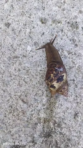 #flypシ  #caracol  #lanaturaleza  #videoviral  #hagamosloviral 