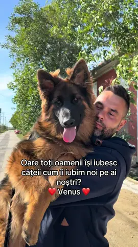 #dicasaciobotea #ciobanescgerman #germanshepherd #longhair #Love 