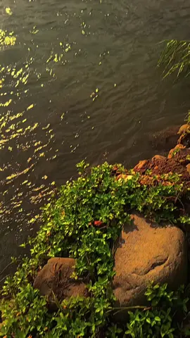 vibes tenang di desa🍃 #songvibes #onmyway #vibes #vibes2019 #fyp 