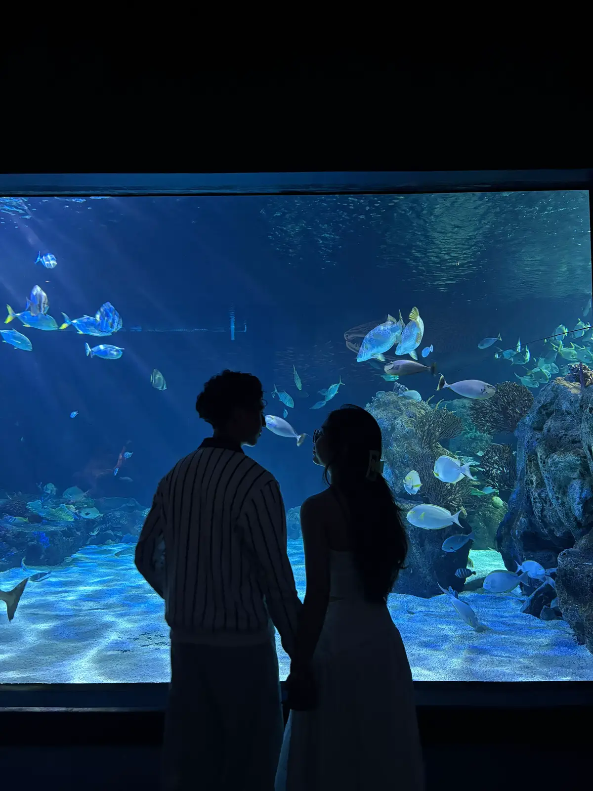 #aquarium #couple #fyp 