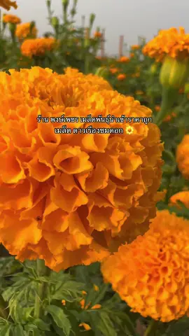 เมล็ดพันธุ์ ดอกดาวเรือง #พงษ์เพชรเมล็ดพันธุ์ 