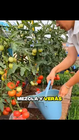 🔥¡Tus tomates nunca más serán pequeños! Mira esta fórmula secreta.. 👀🍅 ✅Si quieres aprender como cultivar Árboles Frutales en Macetas, toca el Enlace de mi perfil 🔗 #jardineria #jardin #arbolesfrutales #arbolesfrutalesenmaceta #bonsai ,