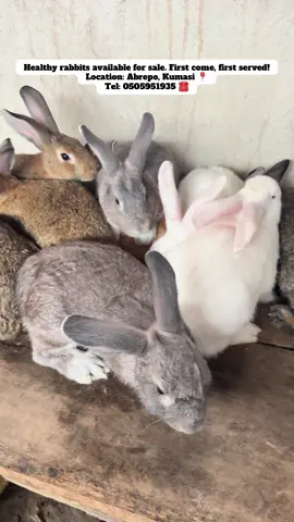 Healthy rabbits available for sale. First come, first served! #rabbits #rabbitsoftiktok #kumasi #ghanatiktok🇬🇭 #foryou 