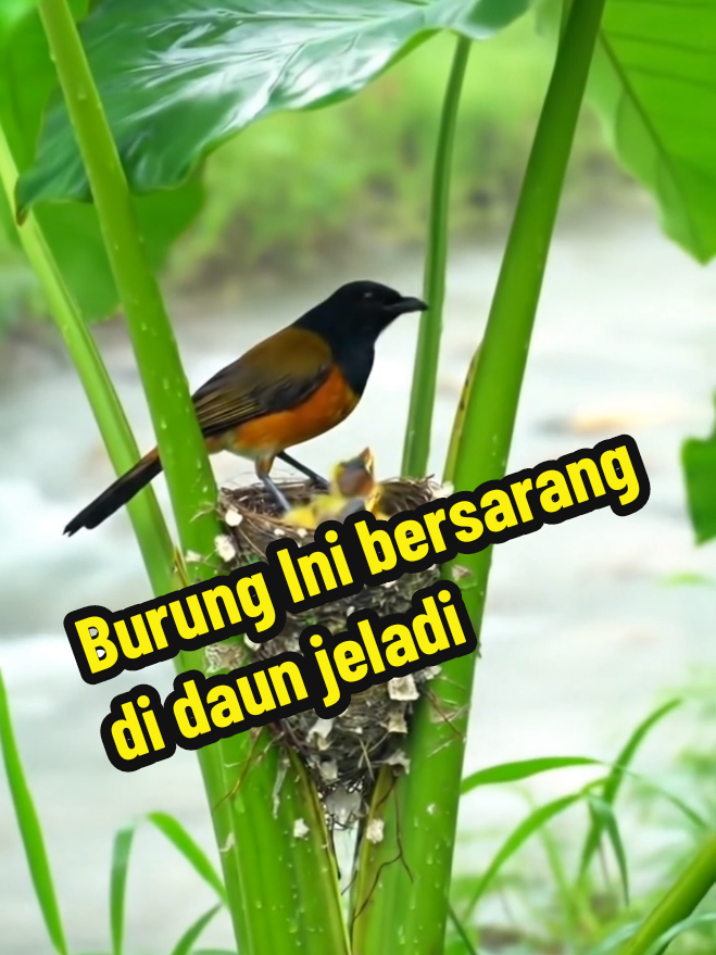 “Hidup di Bawah Daun Keladi: Kasih Sayang dalam Hujan Sawah” Di balik derasnya hujan, seekor burung tetap setia melindungi anak-anaknya. Kasih sayang alam selalu punya cara untuk membuat kita terharu. 🌧️🐦🌱 #BurungDalamHujan #AlamIndonesia #KeajaibanAlam #RainyDayVibes #NatureLovers 
