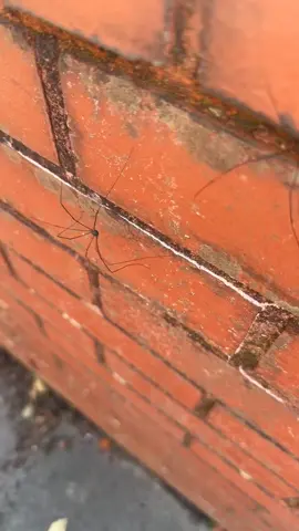 Gabbler Spider 🕺🏻 #gabber #hakken #daddylonglegs #fyp #viral 