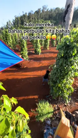 🆙 #fypppp #petanimerica 