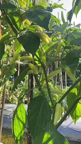 #fy #fyp #petanimuda #petaniindonesia🇮🇩🇮🇩🇮🇩🌿🌿 #petani 