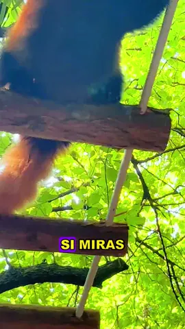 Red Panda #animals #Foryou #Friendship #Us#fyp #Red Panda