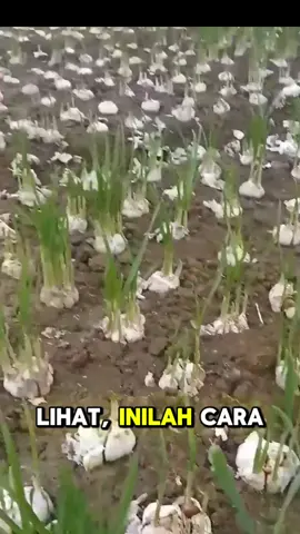 Cara Paling Mudah Menanam Bawang Putih dengan Botol Plastik hingga Panen” #kebunku #bawang #bawangmerah #bawangputih #kebun 