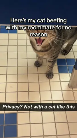 Personal space She said no！ #Cat#Cats#Kitten#Kittens#Meow