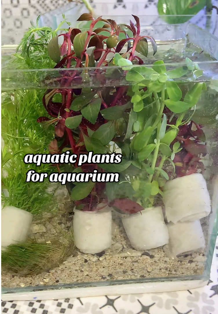 aquatic plants for aquarium 😍🔥 #aquaticplants #aquascape #aquariumplants #aquarium #fishkeeping 