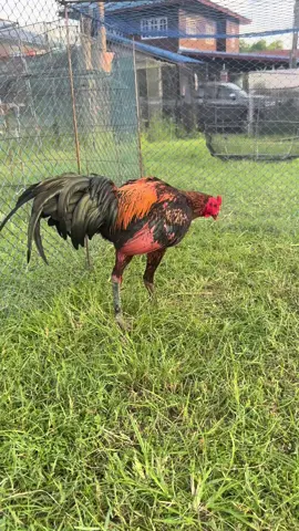 เจอกัน 1.1m จ้าวบัวหลวง 💛💛💛#อาชาเทพสังกัดราชสีห์อีสานฟาร์ม 