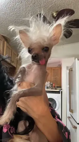 Give my dog a new haircut 🤗😜#dog #happy #dogsoftiktok #fyp #fypシ #haha #funnyvideos #funny 