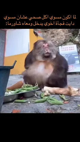 قضمة ماتضر #دايت #اكسبلور #شاورما #دب #الشعب_الصيني_ماله_حل😂😂 