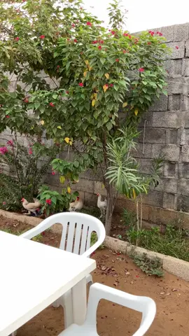 #اكسبلوررر 