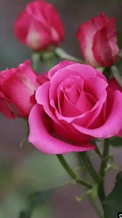 아름다워요 🌹