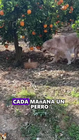 Rescue the poor Labrador on the roadside #animals #Foryou #Friendship #Us #dog