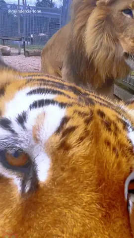 When two man are together#tiger#animals#funny#fyp