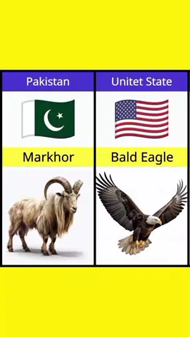 National Animal's From Different Countries #foryoupage #fypシ #tiktok #viral #fyp 