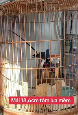 Mời ae quẹo lựa #xuhuongtiktok #chichchoeluaduoidai #choeluasinhsan #chichchoeluamai 